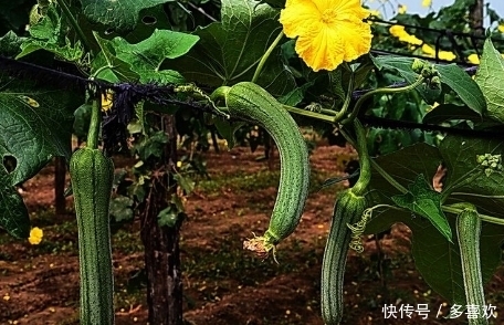 肾脏|炒丝瓜不能放它,不仅没营养,还有损肾脏,还是早点了解为妙