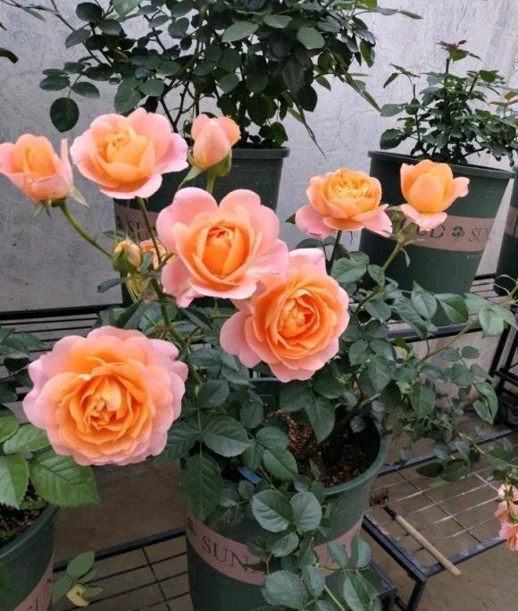 扦插月季活不了,土有问题,用蛭石扦插,发根率达到80%