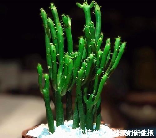 含羞草碱|这几种花室内不能养,家里有的尽快搬走,别拿安全开玩笑!