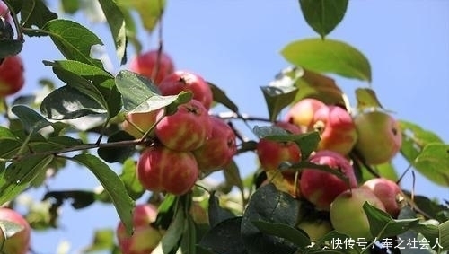 苹果|古代苹果不叫“苹果”,而是有一个很唯美的名字,日本至今还在用