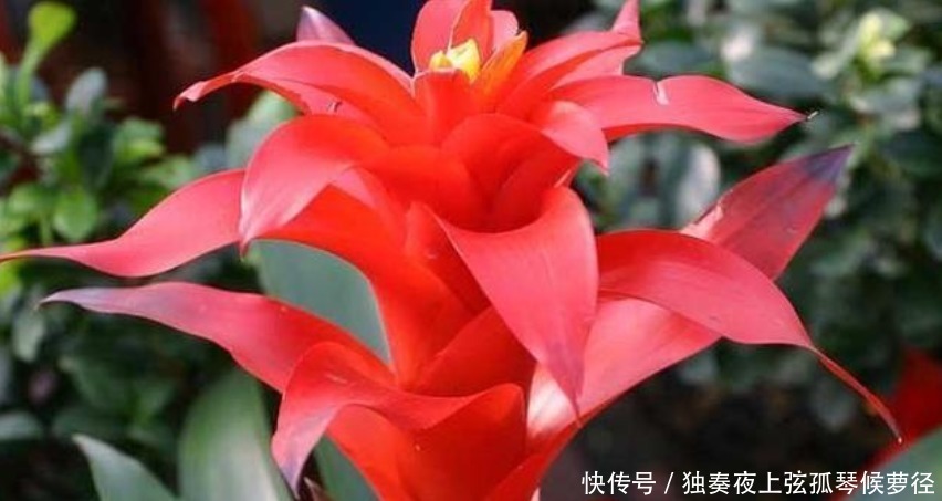 家养此款花卉,开花勤爱爆盆,好养如绿萝,简单易成活