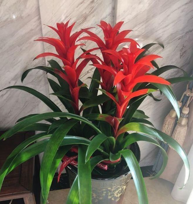 4种花是开花大户,一年花期多,养在阳台,邻居都夸美!