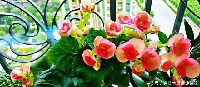 4种花不怕冷，现在种一盆，“秋冬春”三季有花看，又美又吉祥