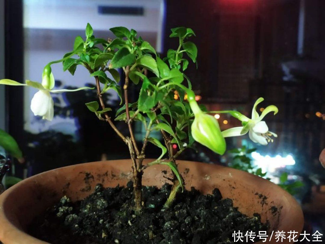 月季|养花“黑名单”实在太难养，心累