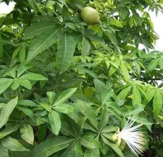 玉树|客厅见树,家业稳固,适合客厅养的8种树,大气美观,增添幸福感