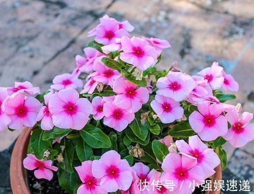 长春花|4种花,现在养一盆正当时,不怕晒不怕热,越晒开花越漂亮