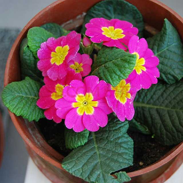 盛夏养花,就养这4款四季能开花,颜值高,又好养的花,懒人大爱