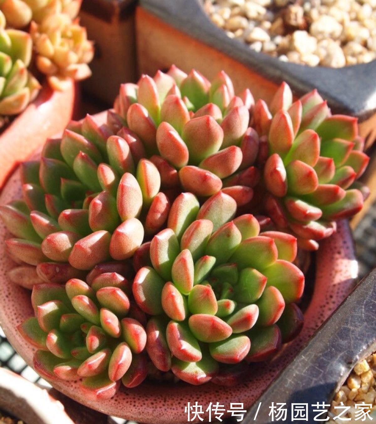 好养又省心的“4种花”,不用管就蹭蹭长,是很棒的室内绿植