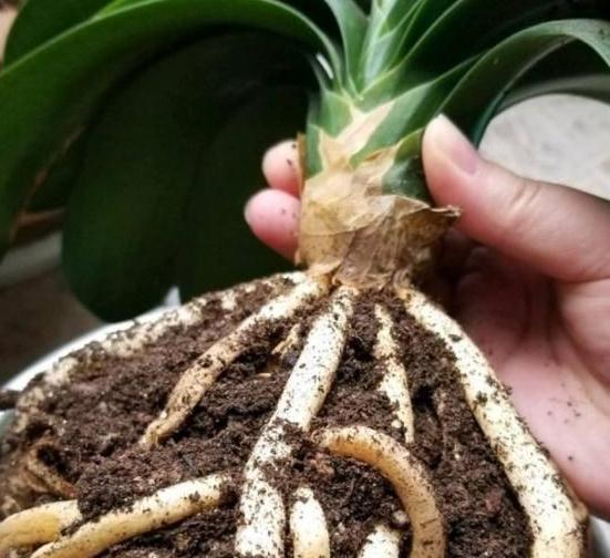君子兰烂根,两招帮你救活,15天发根生机勃勃