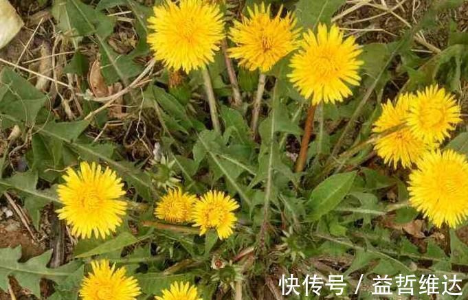 耳根|4种山上常见的野草,药用价值超乎你的想象,再不挖就老了!