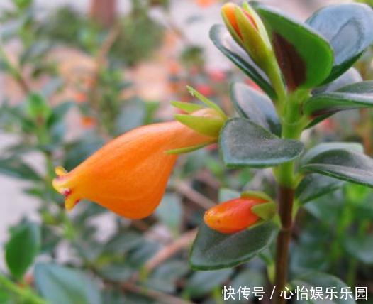 角落|新手养2种“吊兰”，好养又好看，放角落也爆花，一年到头有花看