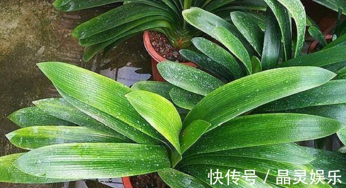 阿司匹林|什么黄豆水、淘米水都不如“它”,10天浇一次,叶绿、花旺