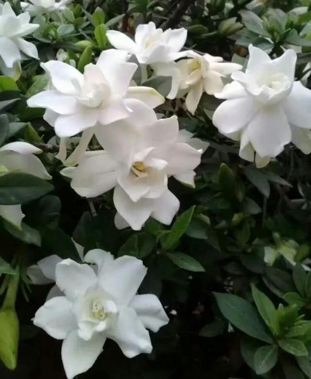 花芽|栀子花不开花怕啥,顺着“暴脾气”,随后爆花苞,一茬又一茬