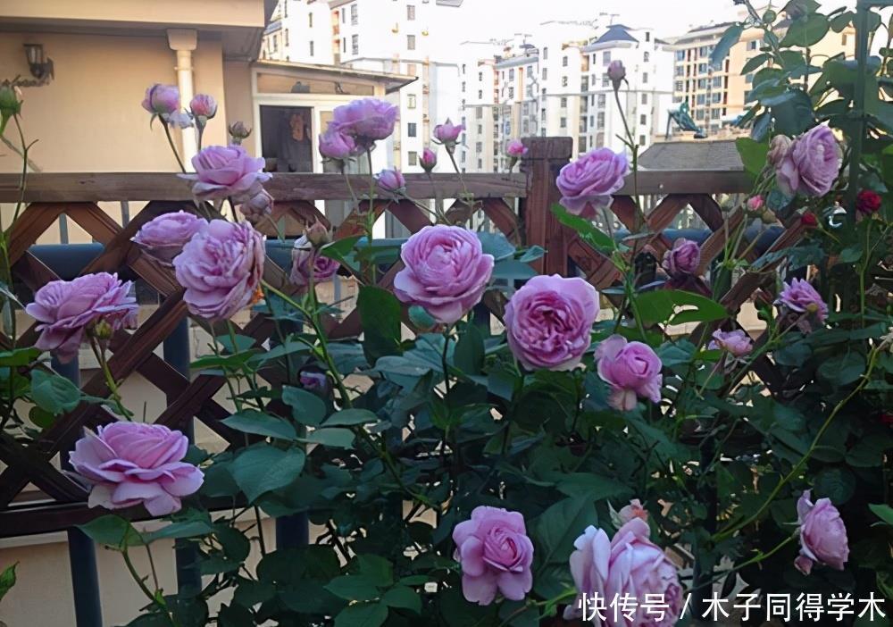 阳台养月季,就要“高颜值”,好养又泼辣,花期超长,花量大