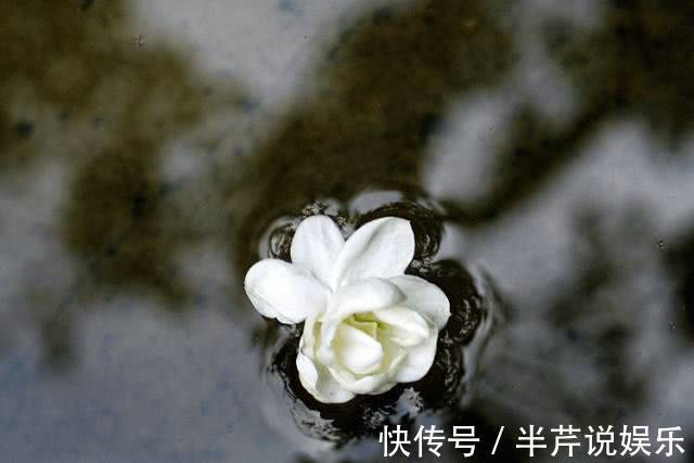 茉莉|邻居养了一株笔尖茉莉,香味蹿进了左邻右舍,太好闻了!