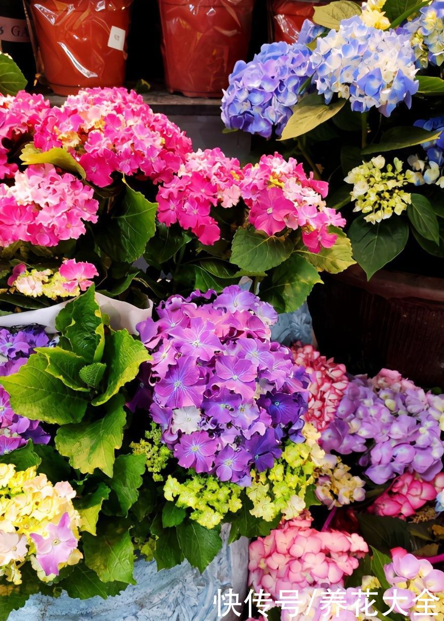 多肉|养花8年，总结出6个“坑”，早看早避开