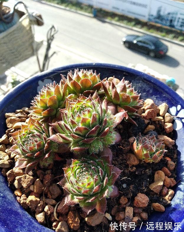 多肉撸光叶子,呼呼冒出10个头,越虐长得越旺