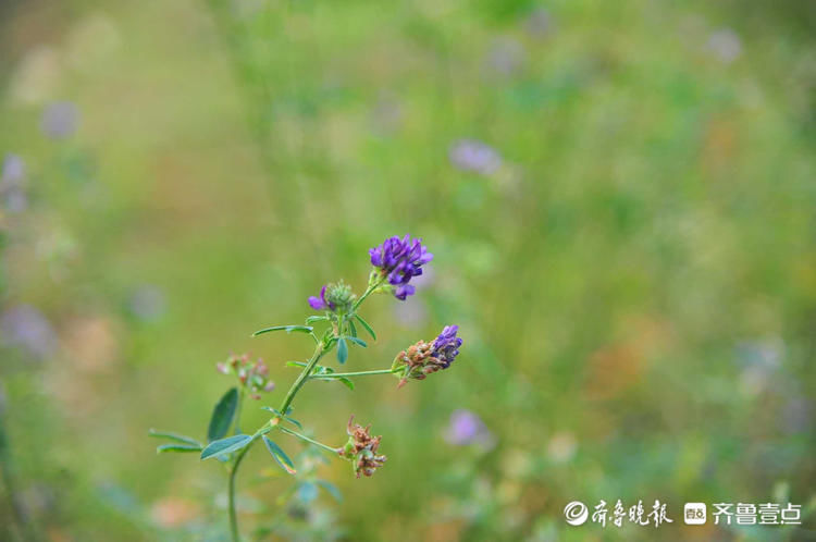 日照五莲中心公园紫苜蓿优雅绽放,宛如夏天清浅的模样|花开齐鲁| 日照