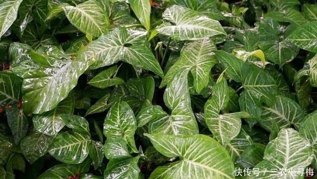 11种四季常青的植物——可做盆栽