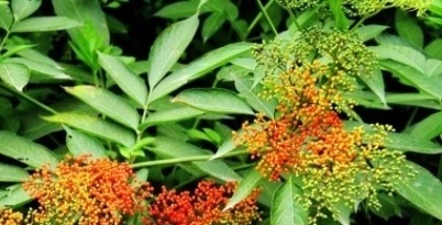 它的叶子长得似香椿叶，开白色小花，遇见挖回家