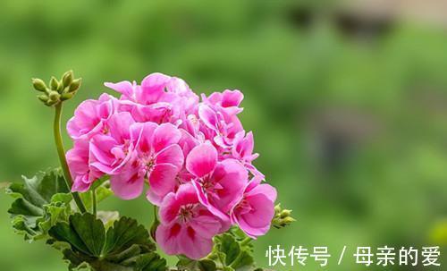 修剪|天竺葵什么时候修剪天竺葵怎么修剪