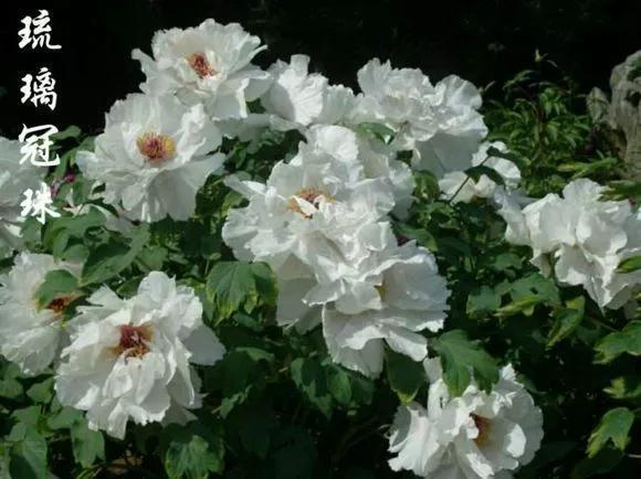 喜欢牡丹花，却一不小心买到芍药！附牡丹花品种图鉴大全