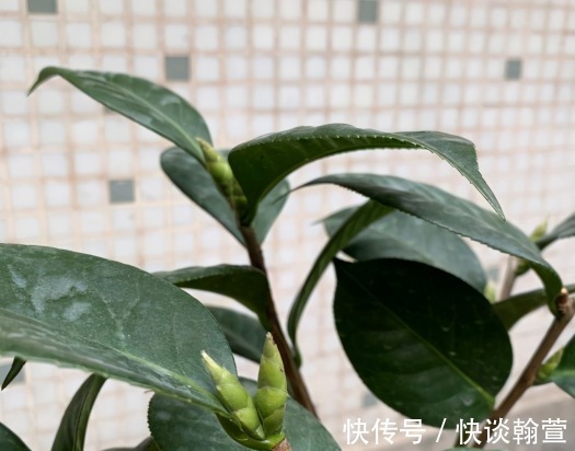 花苞|还在为茶花没开出花苞一事而苦恼？跟着我做这三步，马上变花枝
