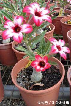 基质|不要再养绿萝吊兰了,这种花既漂亮又好养,一年四季开花不断!