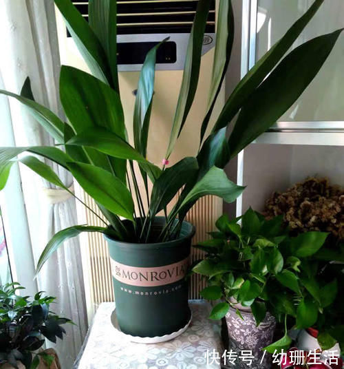 光照|此4种“花卉”耐阴好养，吉祥又漂亮，家里养1盆，四季都能赏
