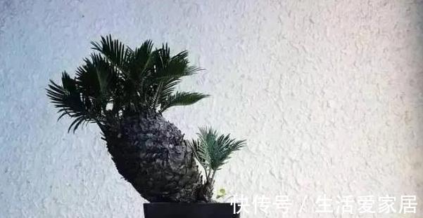 寓意|4种植物挺着“大肚子”,摆在客厅,不但寓意好,而且耐旱好养