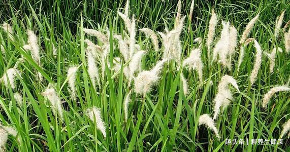 茅根|一味白茅根,治病大功效!民间3大妙用偏方,值得点赞!