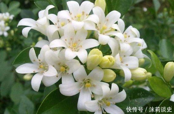 阳台|4种花堪称是开花机器,养在阳台极美了,轻松开成小花园