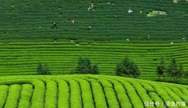 整个朋友圈都在晒的春阳茶景，原来私藏在这个江南隐逸古镇