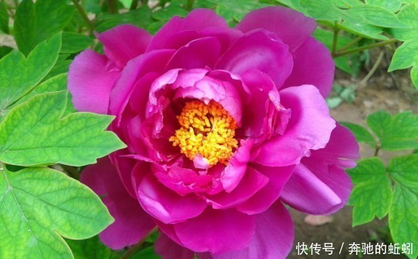 俗话说:吉人自有天相,有福之人有4大特点,难怪福气不请自来!