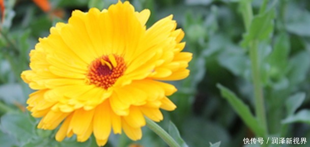 阳台上光秃秃的这几种草本植物, 阳台上最合适