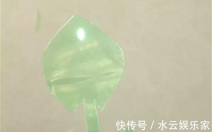 雪碧瓶别丢了，剪个口子拿来养花，一点不比买得花盆差！