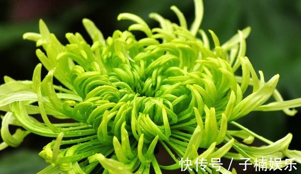 菊花|喜欢菊花,不如养盆“菊中珍品”绿窗纱影,似美人卷发,纱影绰约