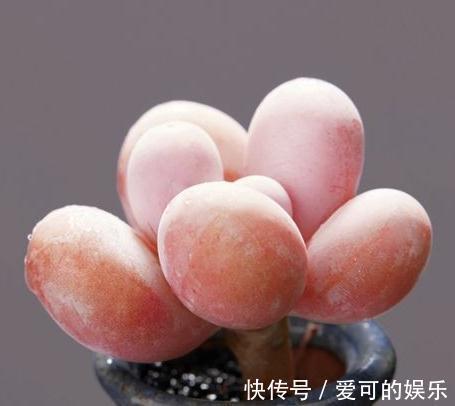 多肉奶酪怎么快速养出群生老桩,注意什么事项