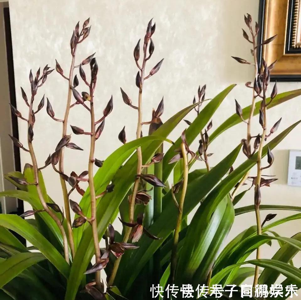 5种“长命花”,富贵又吉利,越养越值钱,赶紧养一盆做传家宝