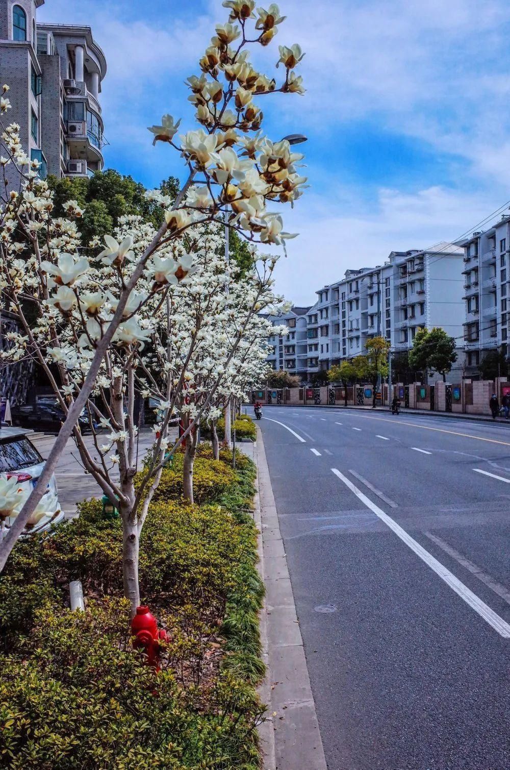 玉兰|最近，路过普陀这条路的人都会不约而同掏出手机拍照，原来是因为……