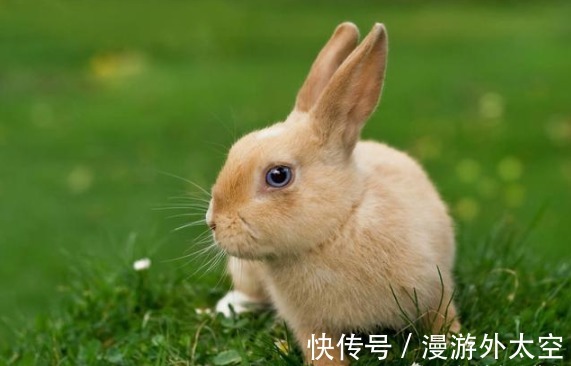 农历|农历哪几个月出生的属兔人，会好运跟随，鸿运加身，事业兴旺