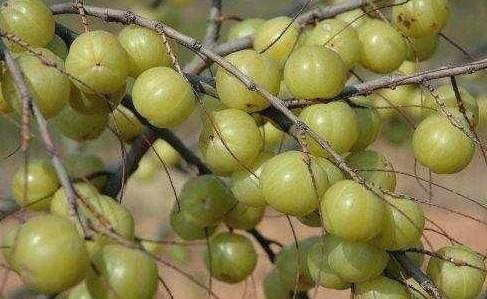 感冒|天然的“止咳药”终于找到了,可清热润喉,远离咳嗽,还防治感冒