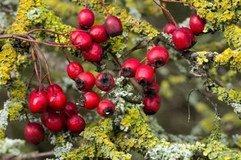 白心火龙果|糖尿病人群要小心,这些食物吃着不甜含糖量却很高