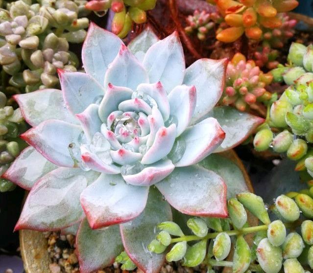 多肉植物缓苗很简单，选择合适湿度的土壤，利于多肉发根