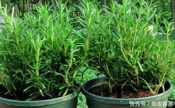 蚊香|蚊子最害怕此3种花，房间里一定要放几盆，没想到蚊香钱都省了