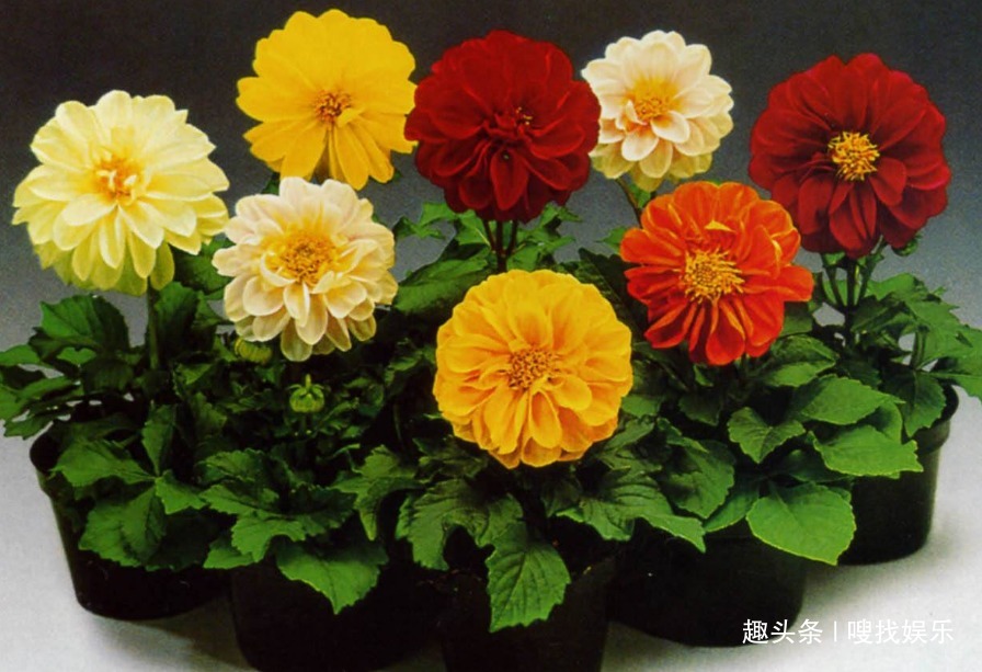 此花花色五彩缤纷，绚烂的花色耀眼夺目，代表着对美好生活的憧憬