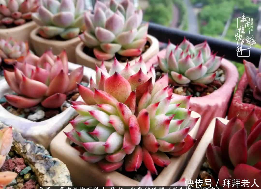 养多肉，我们到底养的是什么？