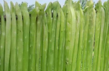 蔬菜|它长得像莴笋,刚摘下来没人吃,晒干后远销到海外,一斤卖到60元