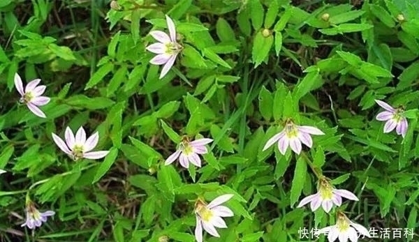 日常工作|田边的一种野草,你若见到别破坏,价值珍贵的很,50元一斤