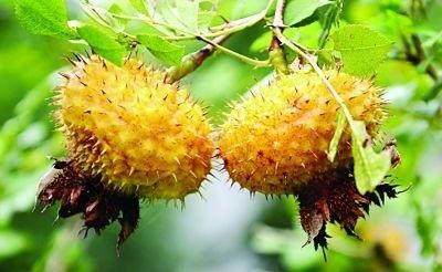 刺梨果|想长寿要先会吃,3种食物不能少,补血养颜,早吃早受益!